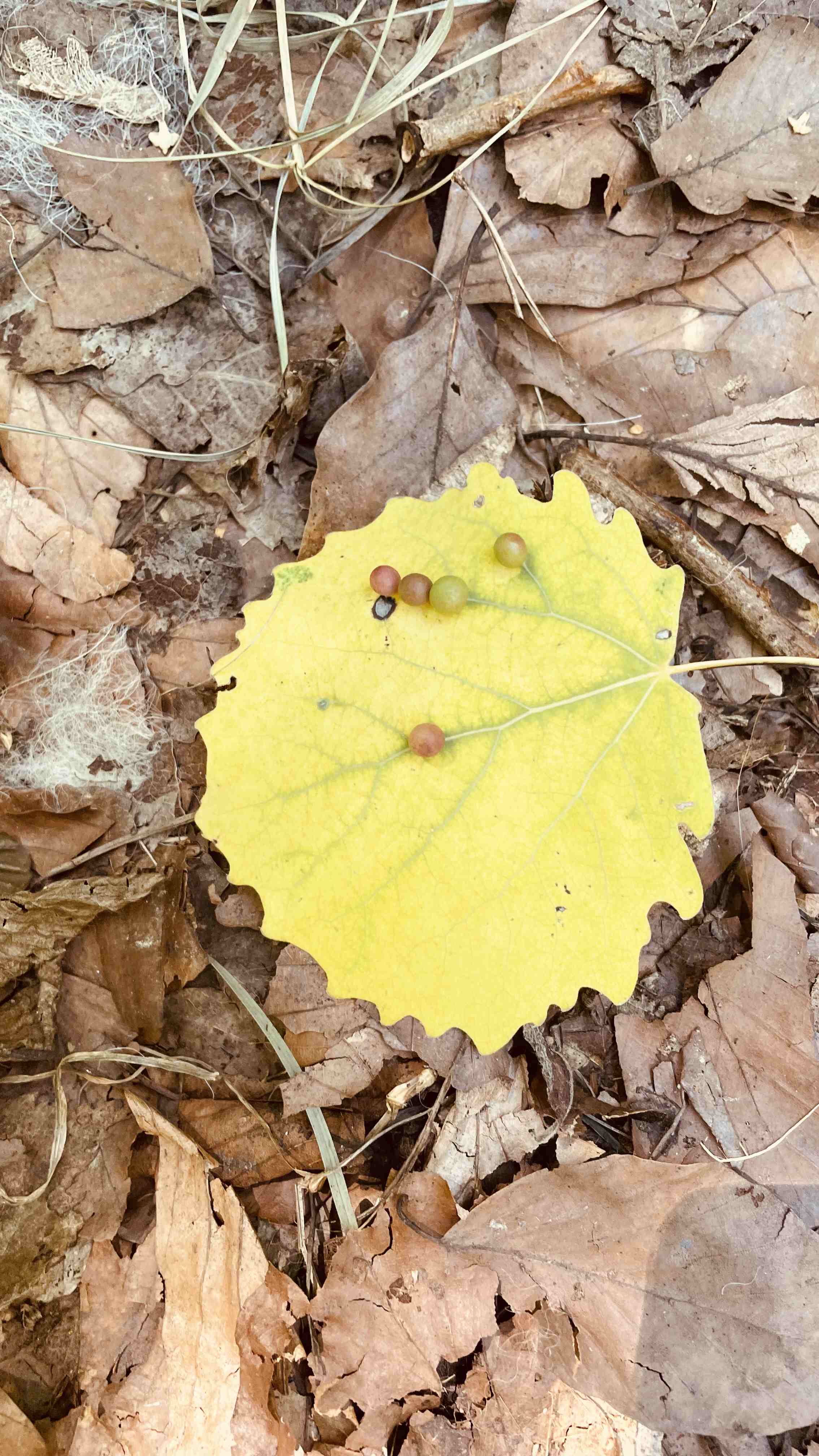 Blatt im Wald