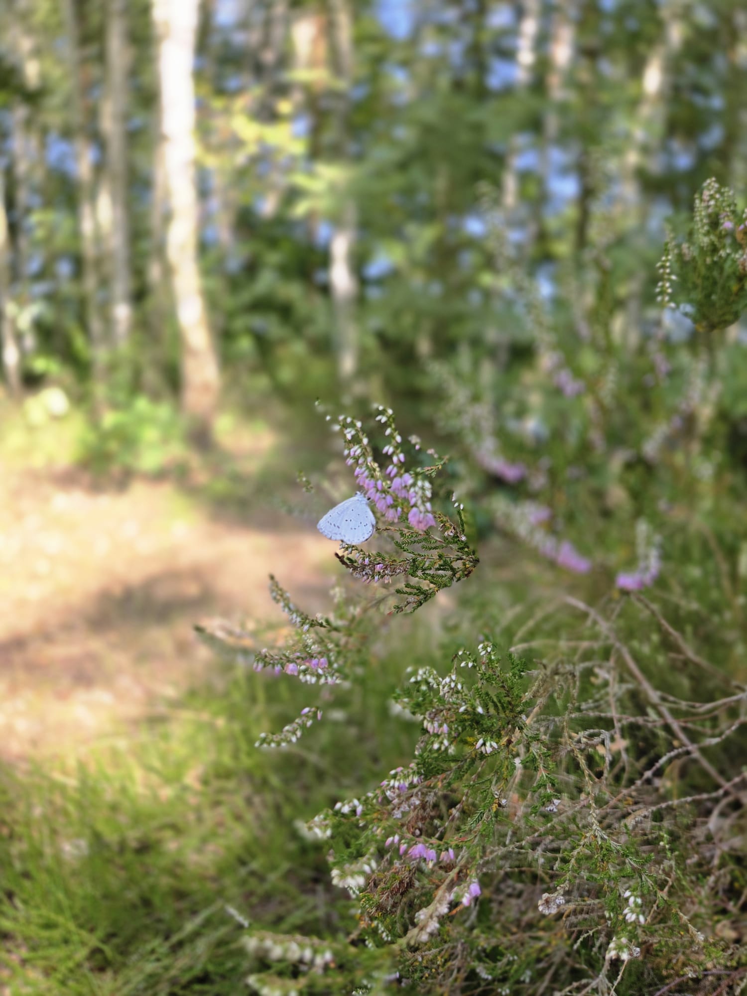 Schmetterling