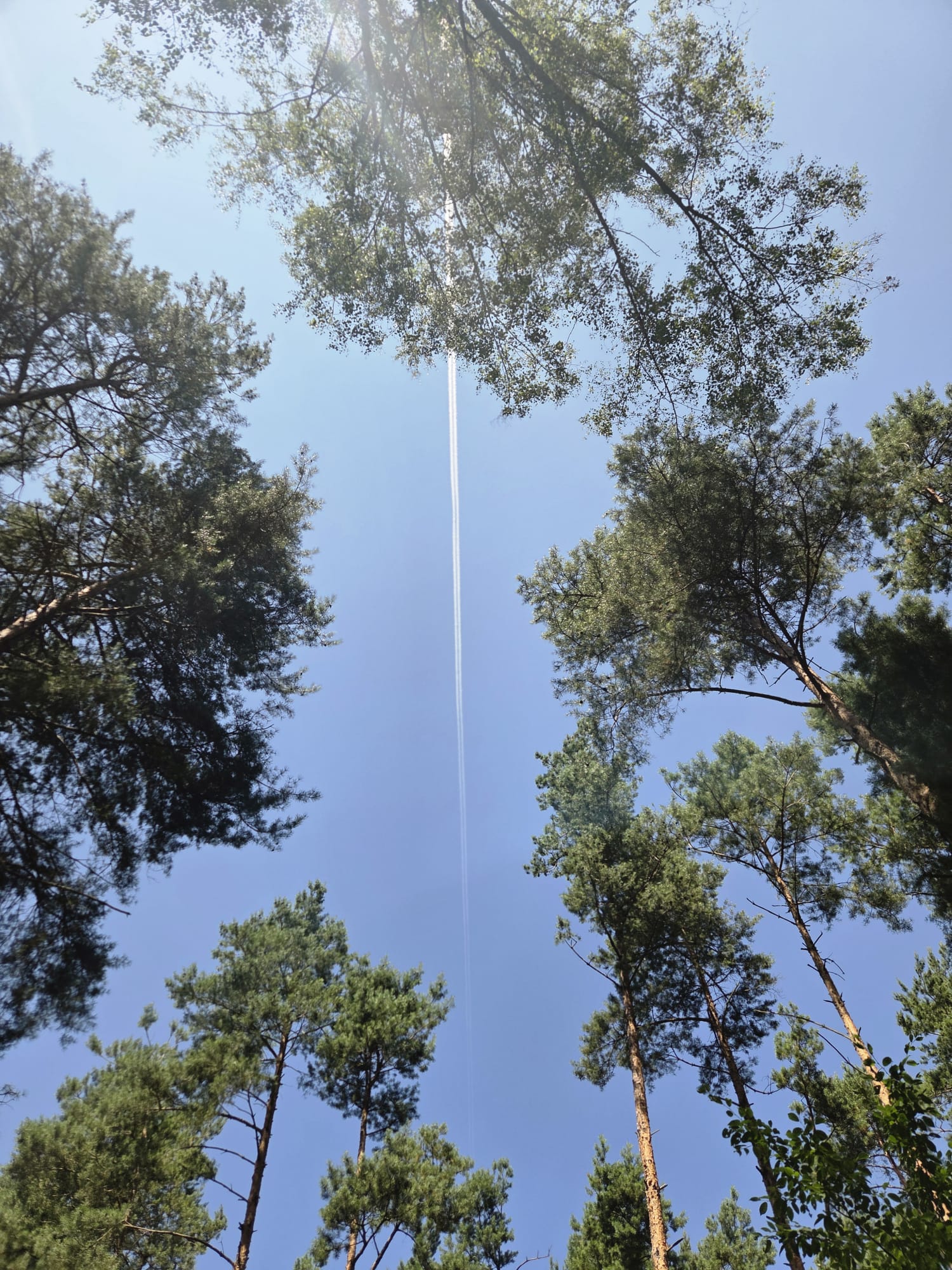 Waldlandschaft