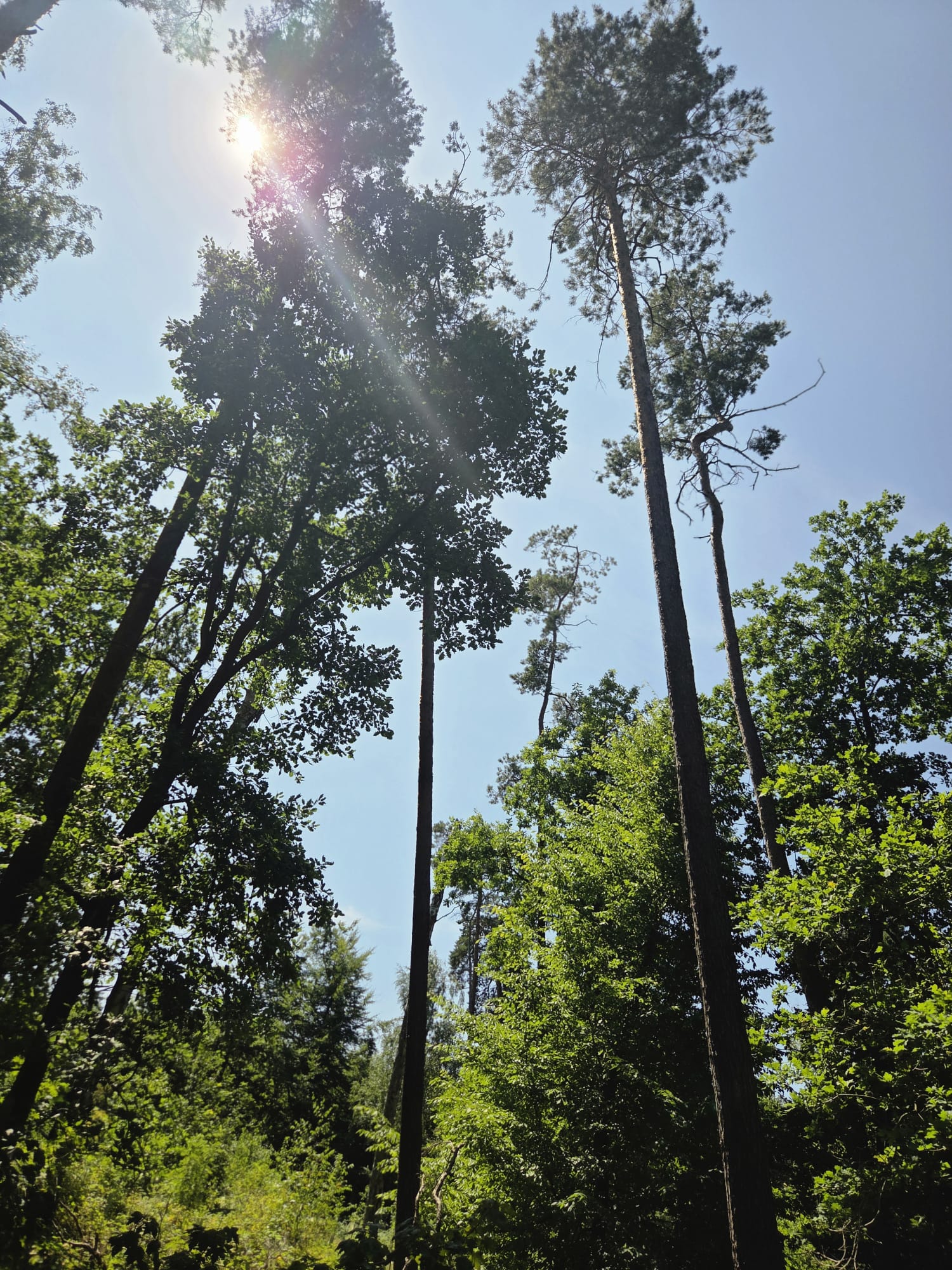 Im Wald