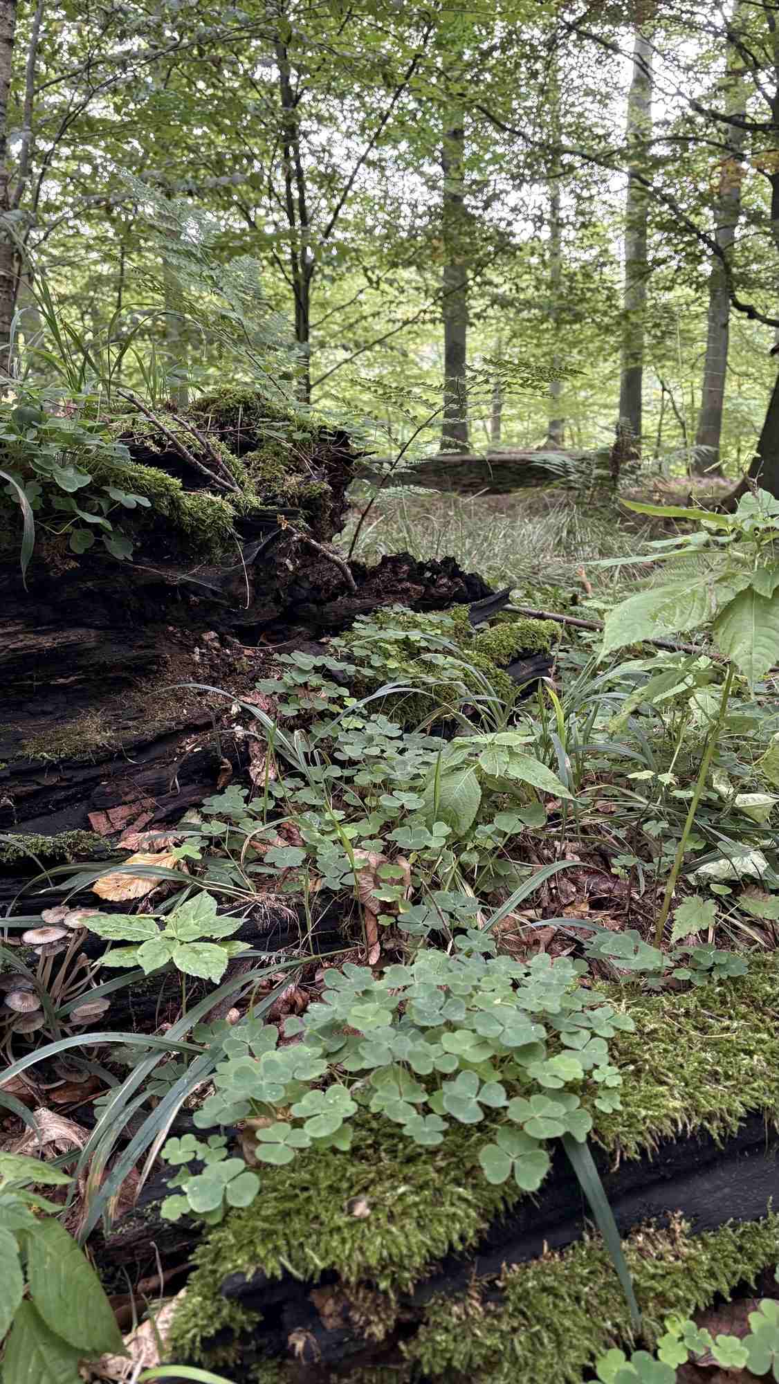 Herbstlicher Wald